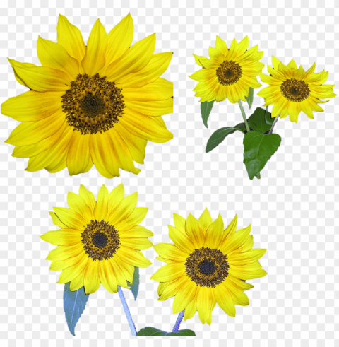 sunflower PNG free download PNG transparent with Clear Background ID 4879ce02