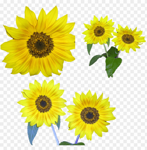 Sunflower PNG Free Download