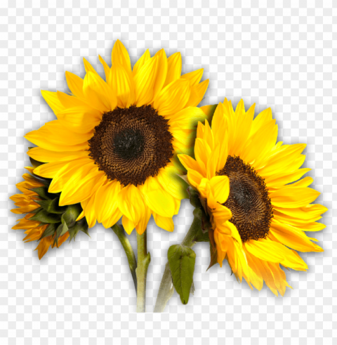 Sunflower PNG Free Download Transparent Background