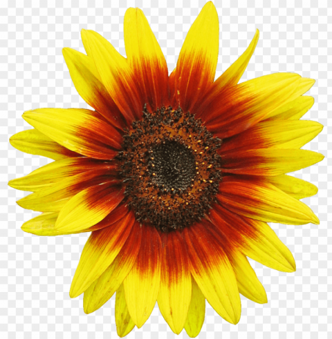 sunflower Isolated Illustration in Transparent PNG