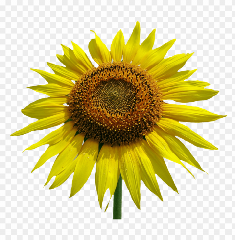 sunflower Isolated Illustration on Transparent PNG PNG transparent with Clear Background ID 06fc63ce