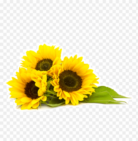 sunflower Isolated Illustration with Clear Background PNG