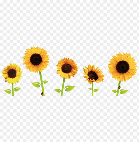 sunflower Isolated Item in HighQuality Transparent PNG