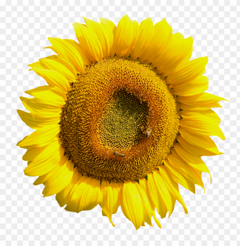sunflower Isolated Item on Clear Transparent PNG PNG transparent with Clear Background ID d27d7f4d