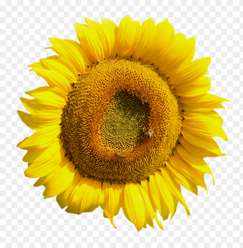 sunflower Isolated Item on Clear Transparent PNG