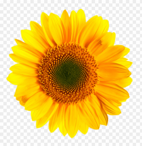 sunflower Isolated Item on HighQuality PNG PNG transparent with Clear Background ID ee2d2bc6