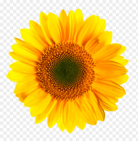 sunflower Isolated Item on HighQuality PNG