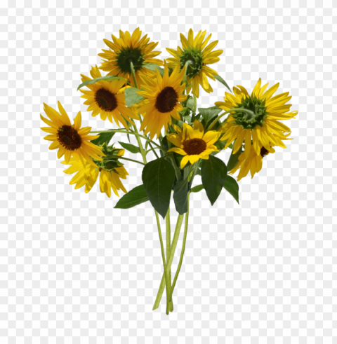 sunflower Isolated Item on HighResolution Transparent PNG PNG transparent with Clear Background ID a97c1134