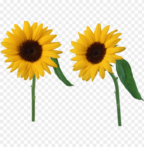 sunflower Isolated Item with Transparent PNG Background