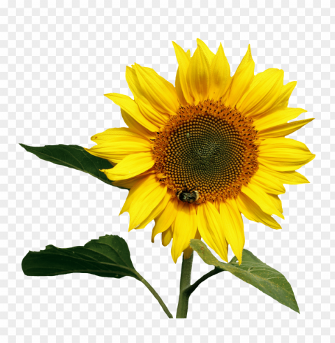 sunflower Isolated Object on HighQuality Transparent PNG