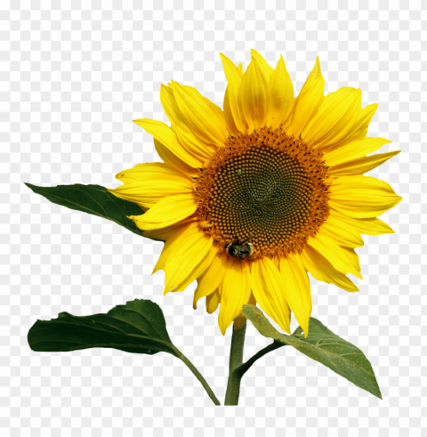 Sunflower Isolated Object On HighQuality Transparent PNG