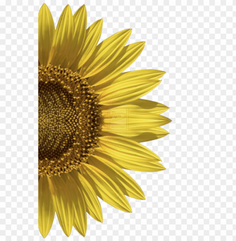 sunflower Isolated Object with Transparent Background PNG