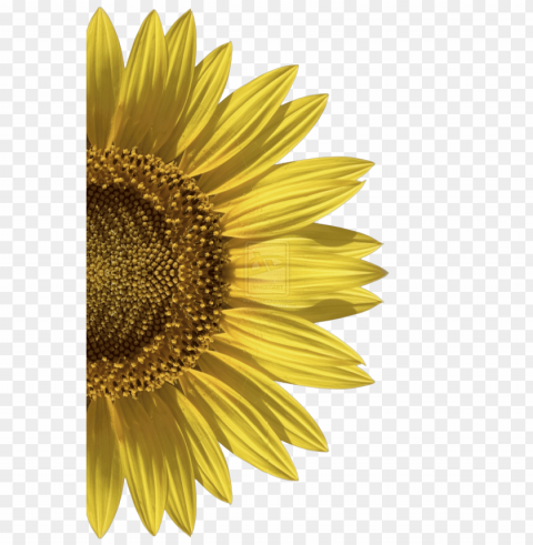 Sunflower Isolated Object With Transparent Background PNG