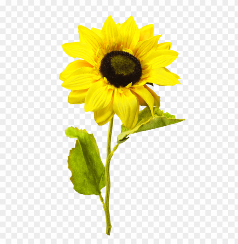 sunflower Isolated PNG Element with Clear Transparency PNG transparent with Clear Background ID f0f89b30