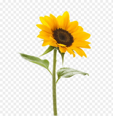 sunflower Isolated PNG Item in HighResolution PNG transparent with Clear Background ID 77ddd2fd