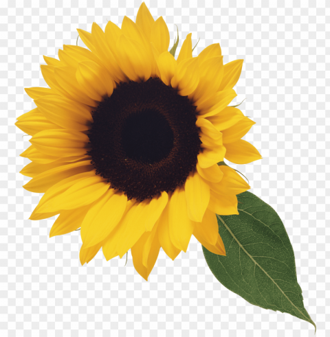 sunflower Isolated PNG on Transparent Background