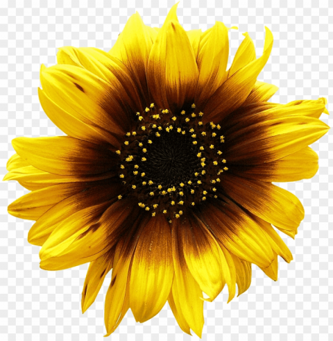 sunflower Isolated Subject in HighResolution PNG PNG transparent with Clear Background ID 10fd2b7a
