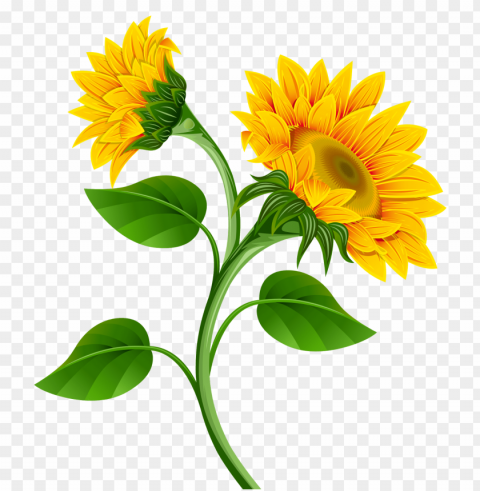 sunflower Isolated Subject on HighQuality Transparent PNG PNG transparent with Clear Background ID 441f6760