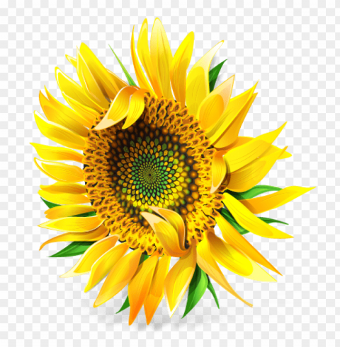 sunflower Isolated Subject with Clear Transparent PNG PNG transparent with Clear Background ID 320644c7