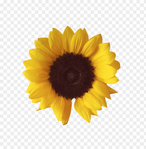 sunflower PNG files with alpha channel