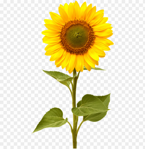 sunflower PNG files with clear backdrop collection