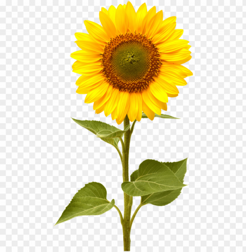 Sunflower PNG Files With Clear Backdrop Collection