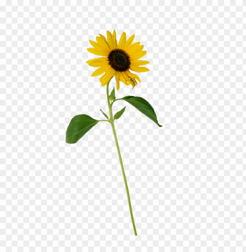 sunflower PNG graphics for presentations