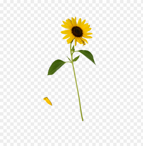 sunflower PNG graphics with alpha channel pack