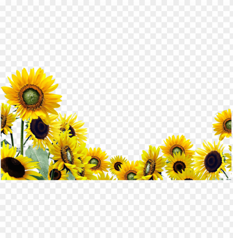 sunflower PNG graphics with alpha transparency broad collection