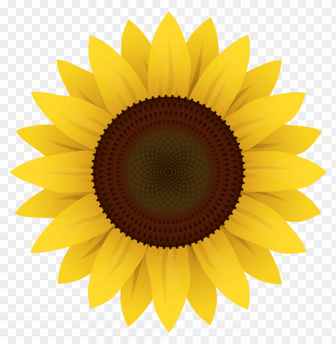 sunflower PNG graphics with alpha transparency bundle