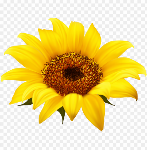 sunflower clipart - background sunflower Isolated Subject in HighQuality Transparent PNG