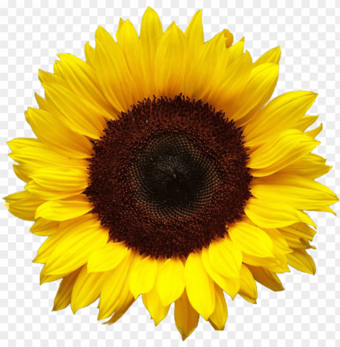 sunflower - sunflower transparent PNG pictures without background