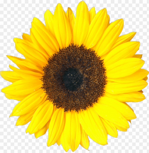 sunflower tumblr PNG files with clear backdrop collection