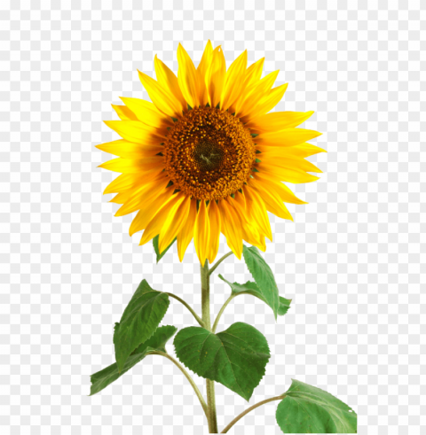 sunflower tumblr PNG files with clear background bulk download