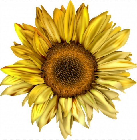 sunflower tumblr PNG files with clear background collection