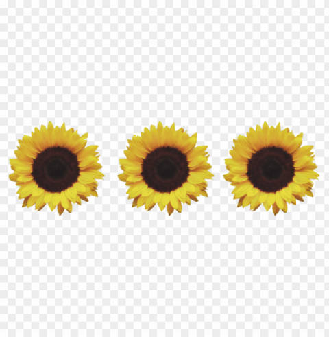 sunflower tumblr PNG files with clear background variety