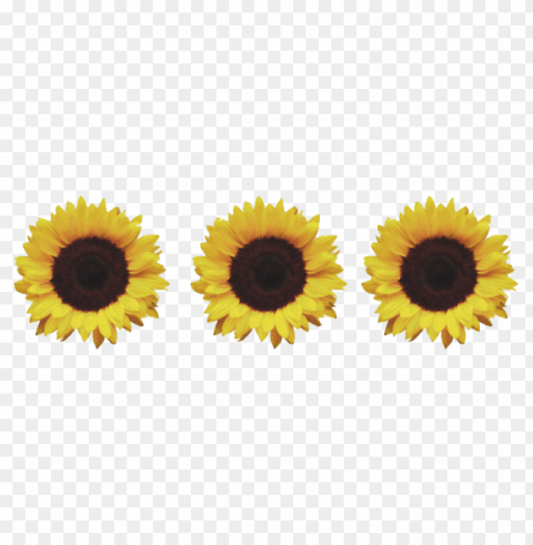 Sunflower Tumblr PNG Files With Clear Background Variety