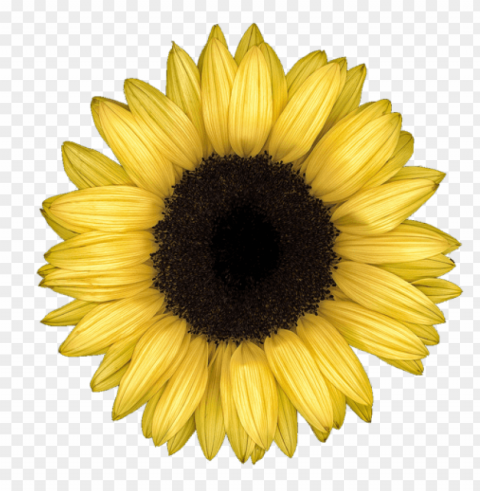 sunflower tumblr PNG files with no backdrop required