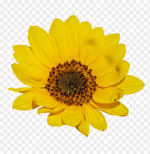 sunflower tumblr PNG files with no backdrop wide compilation