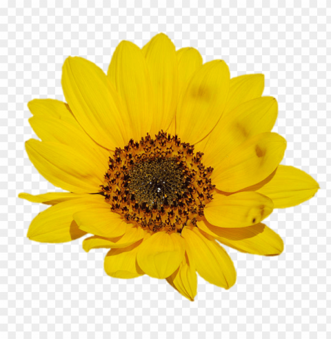 Sunflower Tumblr PNG Files With No Backdrop Wide Compilation