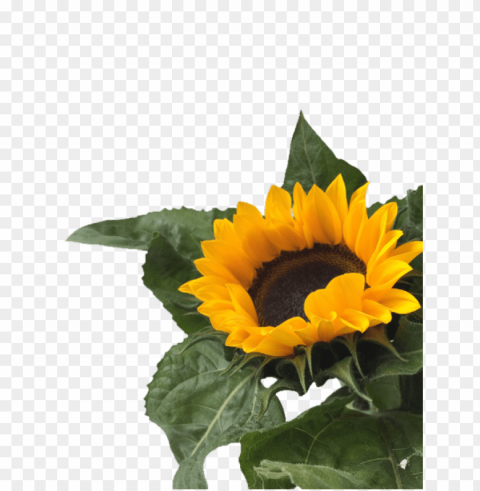 sunflower tumblr PNG files with no background free