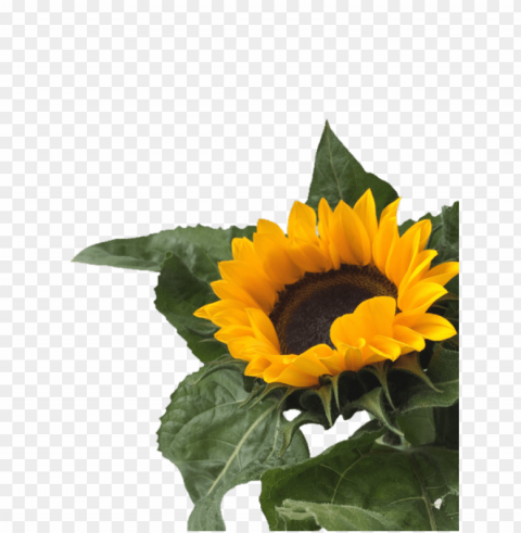 Sunflower Tumblr PNG Files With No Background Free