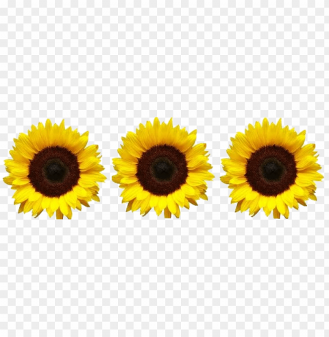 sunflower tumblr PNG files with transparency