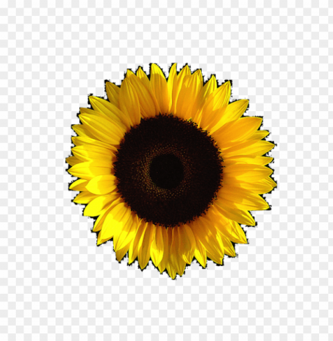 sunflower tumblr PNG files with transparent backdrop
