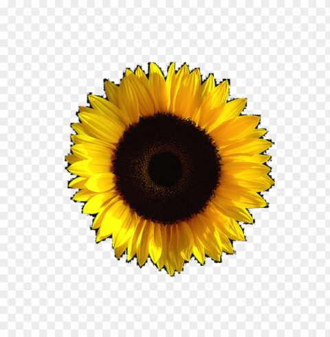 sunflower tumblr PNG files with transparent backdrop PNG transparent with Clear Background ID be36edd6