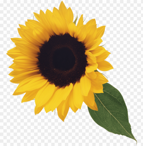 sunflower tumblr PNG files with transparent canvas extensive assortment PNG transparent with Clear Background ID db8dfdd3