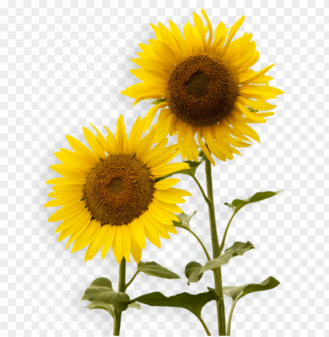 sunflower tumblr PNG files with transparent elements wide collection