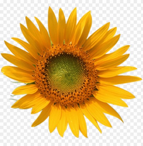 sunflower tumblr PNG for design