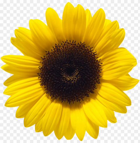 sunflower tumblr PNG for free purposes