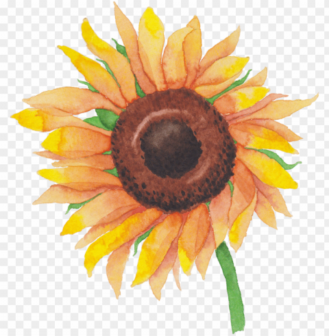 sunflower tumblr PNG for Photoshop